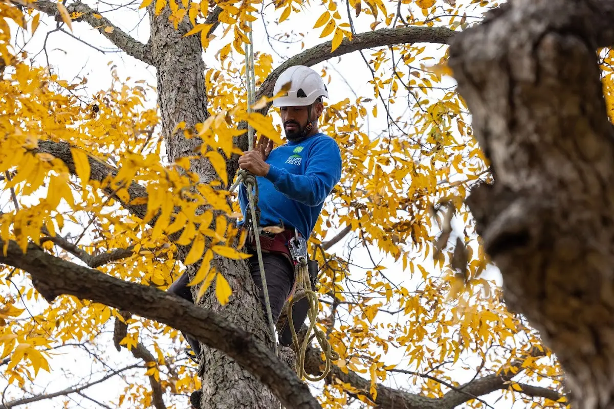 Skilled Tree Planing crew working in Buckeye Lake